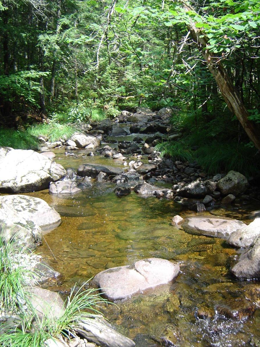 Old Stream is a highly productive cold water tributary to the Machias River located in Washington County, Maine.