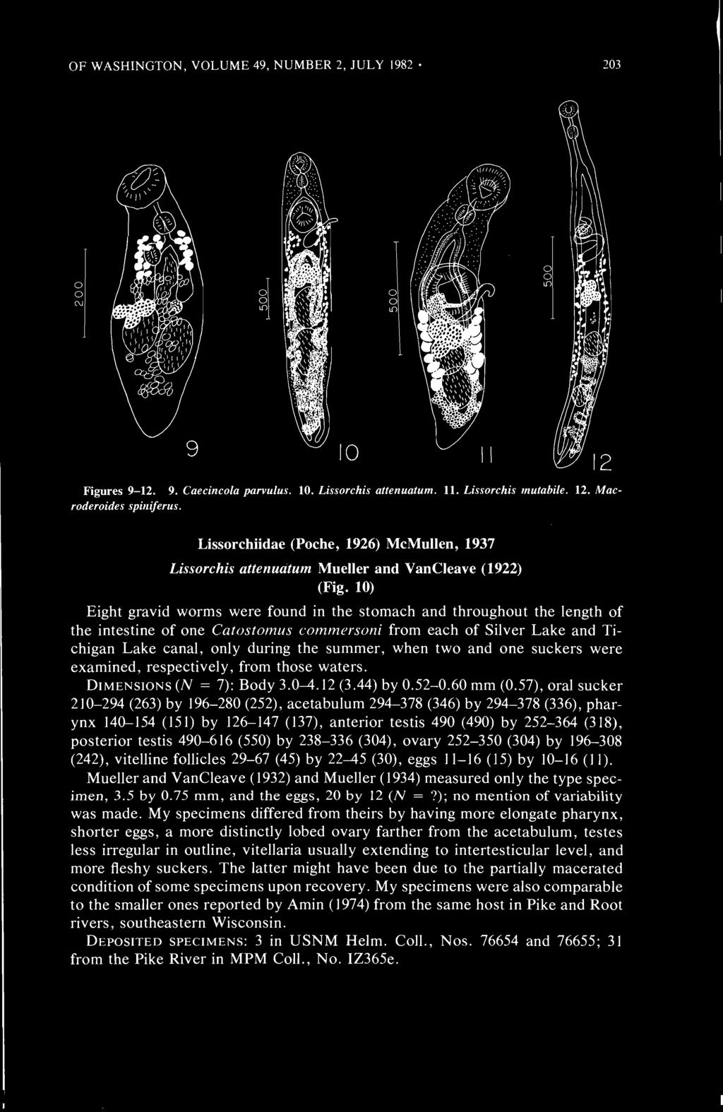 OF WASHINGTON, VOLUME 49, NUMBER 2, JULY 1982 203 Figures 9-12. 9. Caecincola parvulus. 10. Lissorchis attenuatum. 11. Lissorchis mutabile. 12. Macroderoides spiniferus.