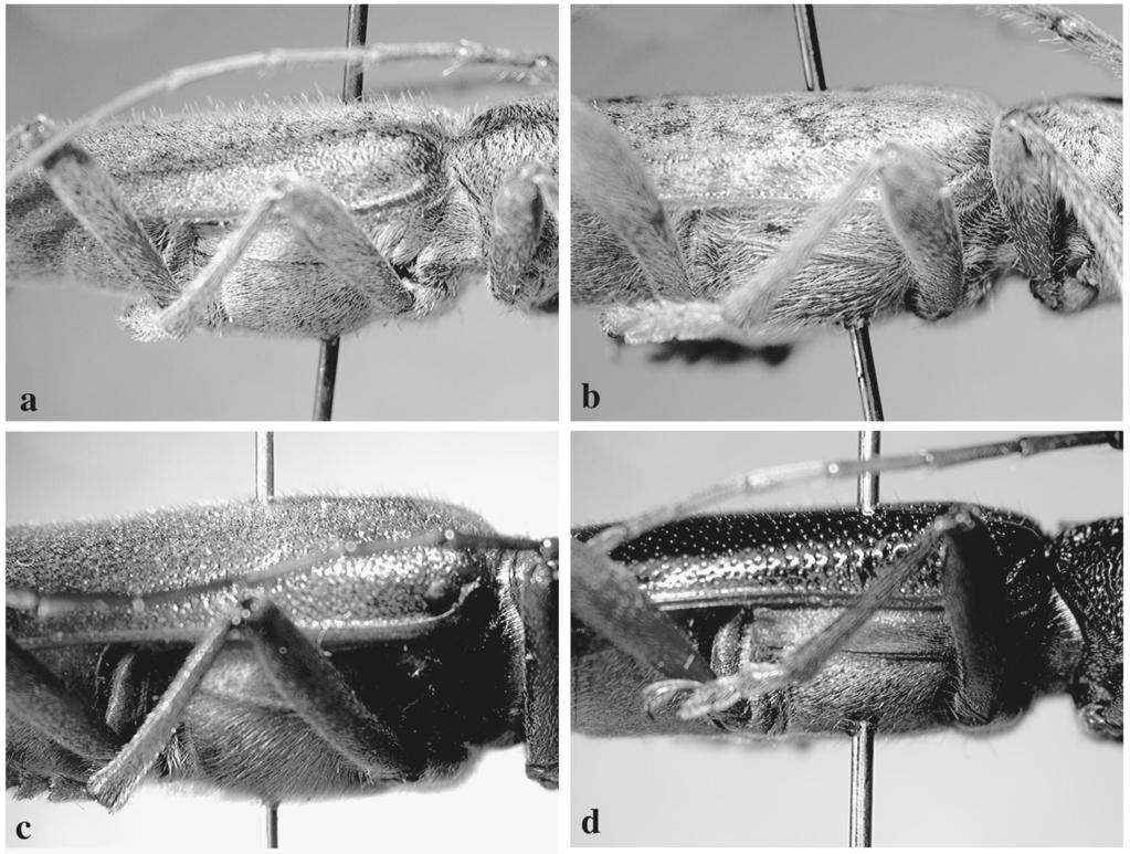 THE COLEOPTERISTS BULLETIN 56(4), 2002 577 Fig. 5. Lateral view of abdomen and elytron of females.