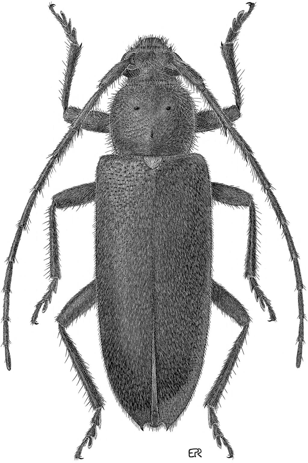 572 THE COLEOPTERISTS BULLETIN 56(4), 2002 Fig. 1. view.