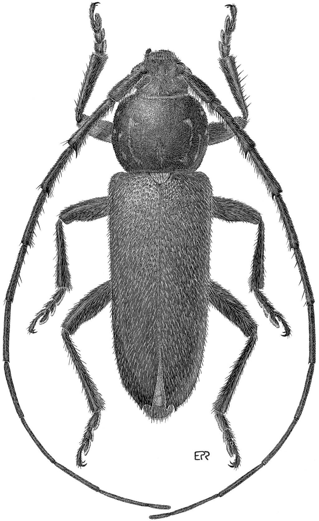 574 THE COLEOPTERISTS BULLETIN 56(4), 2002 Fig. 2. view.