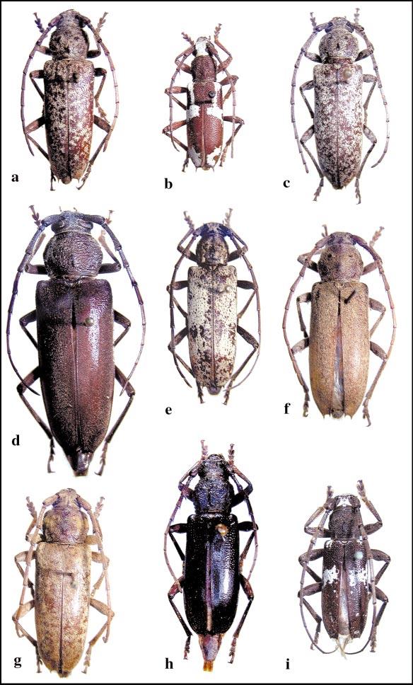 THE COLEOPTERISTS BULLETIN 56(4), 2002 575 Fig. 3. Enaphalodes species, all 1.5 times natural size. a) E. atomarius (Drury) (female); b) E. coronatus (White) (female); c) E.