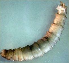 digestive tract visible- may be greenish or grayish Larvae are rounded at one end and disc like