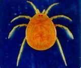 Class 3-moderately tolerant Water Mite Small Arachnids Have a complex life cycle egg, larva, nymph and adult Female attaches