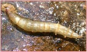 and other small invertebrates Larva found under rocks, overhanging vegetation, or