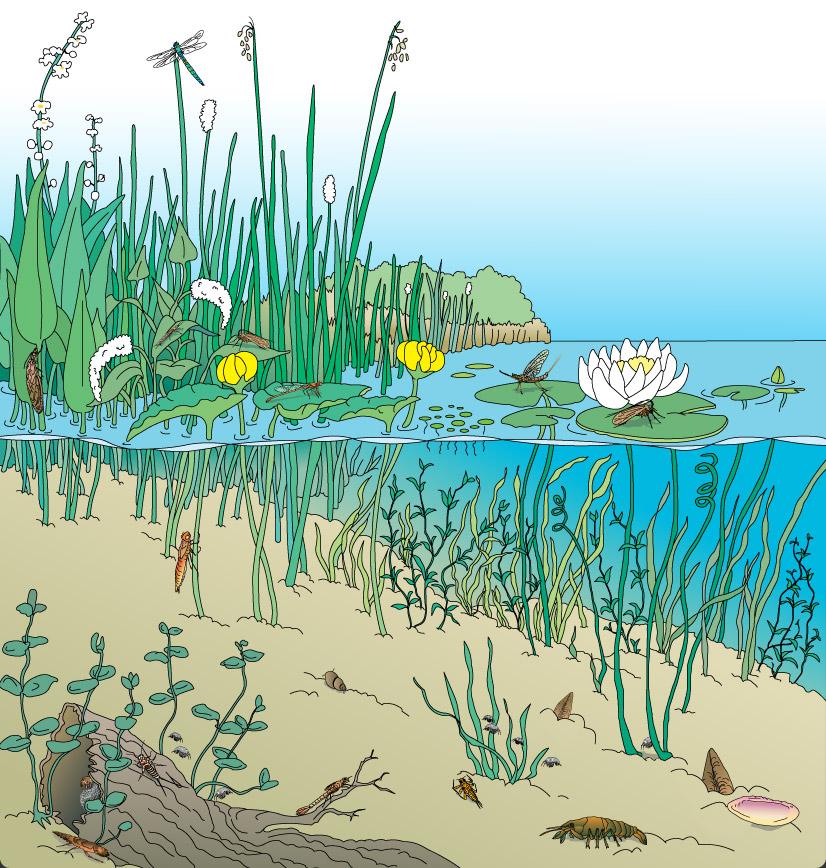 Habitats of Macroinvertebrates Freshwater habitats Riparian vegetation above the water (stream, river, pond, etc.