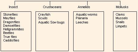 Common Macroinvertebrates Aquatic Insects with complete metamorphosis are alderflies, dobsonflies, beetles, moths, caddisflies, and true flies.