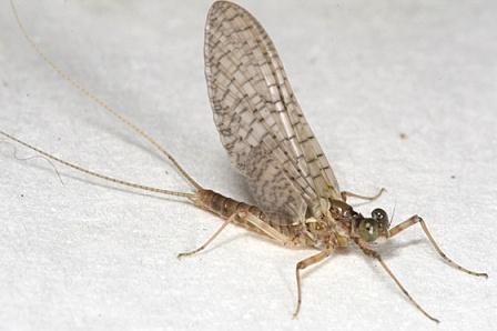 Macroinvertebrate Physical Properties and Life Cycles Class 1-pollution sensitive Mayfly