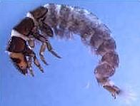 Complete metamorphosis Larvae are usually cylindrical and C shaped Some larvae are free-living