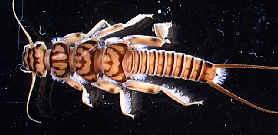 Stonefly Incomplete metamorphosis Eggs are laid in the water or are placed in cracks near the water s edge.