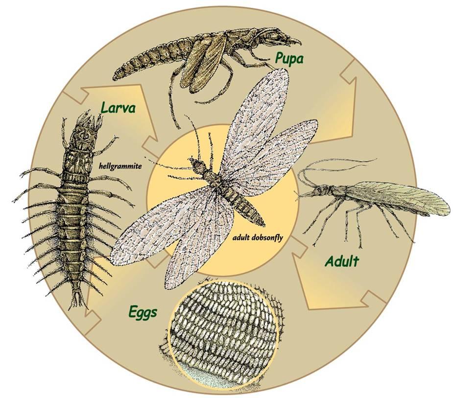 Dobsonfly Complete metamorphosis Includes some of the largest larvae Larvae