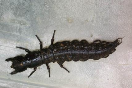 the tail of larvae Abdomen of larvae ends in a pair of short spiny prologs