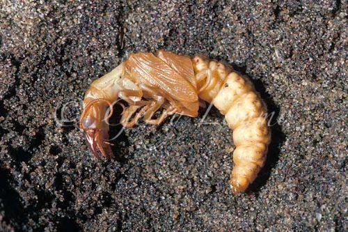 female adult male adult Water Penny (beetle larva) Complete metamorphosis The