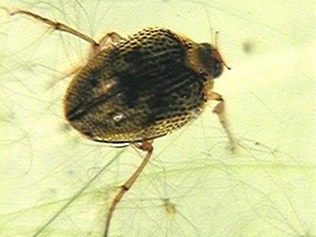 Six tiny segmented legs beneath the round body Larva eat plant debris as