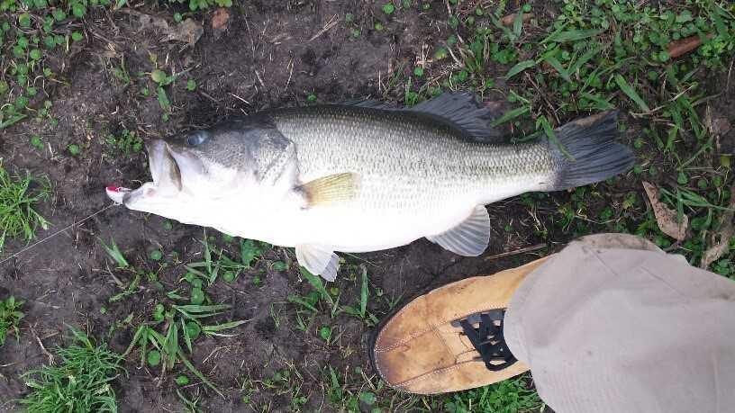 Four, five and six-pound bass are routinely caught off Shelton Point when they are biting. Collectively there have been about 25 big bass caught off this one point since the beginning of the year.