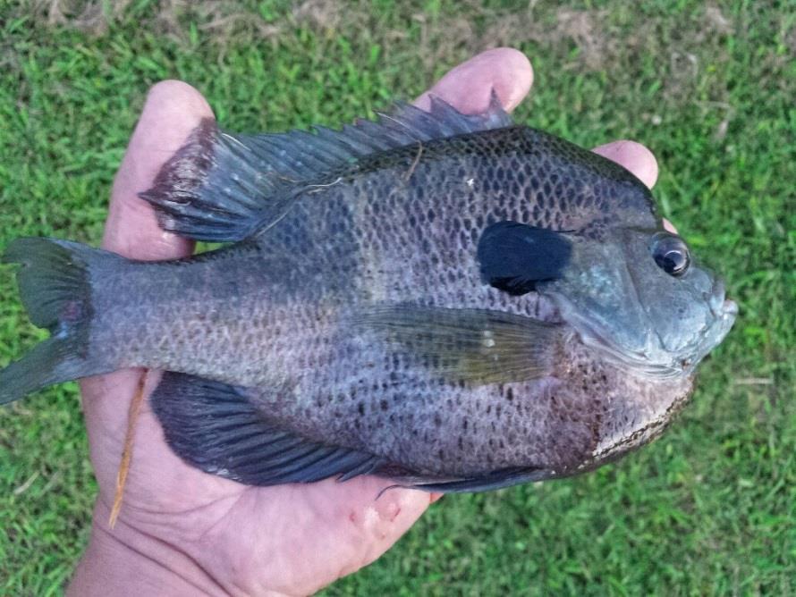 February bluegill fishing really took a dramatic upswing when the water warmed