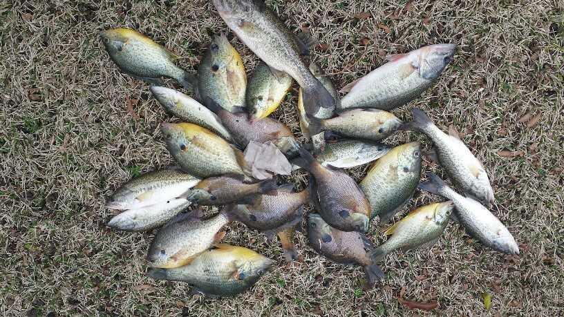 Bream were moving into the medium shallows and experienced panfishermen were