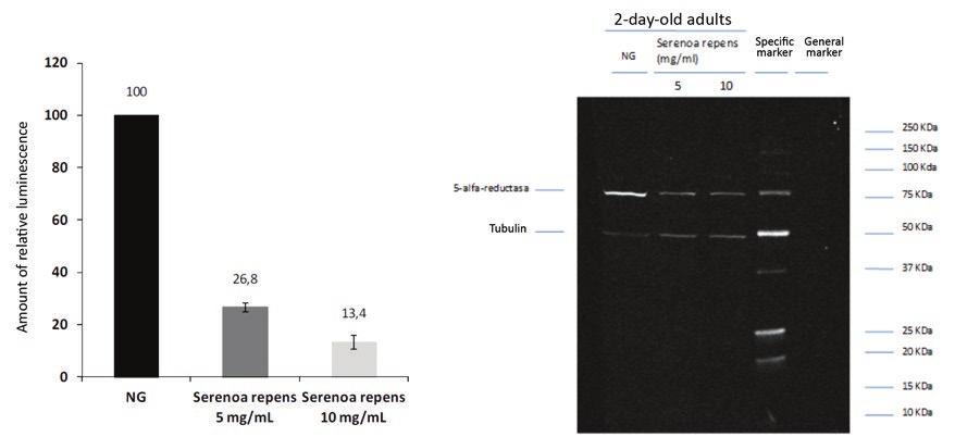Figure 4. Inhibiting effect of Serenoa repens extract on the synthesis of the 5-α-R enzyme of C. elegans in the adult stage at 2 days. The estimated inhibition percentage was 73.