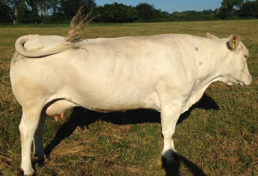45-46 Blonde cow UK324334 600207 Born 13/4/02 and her Blonde bull calf UK324334 400296 Born 28/3/15 Dam s Dam UK324334 100013 Non