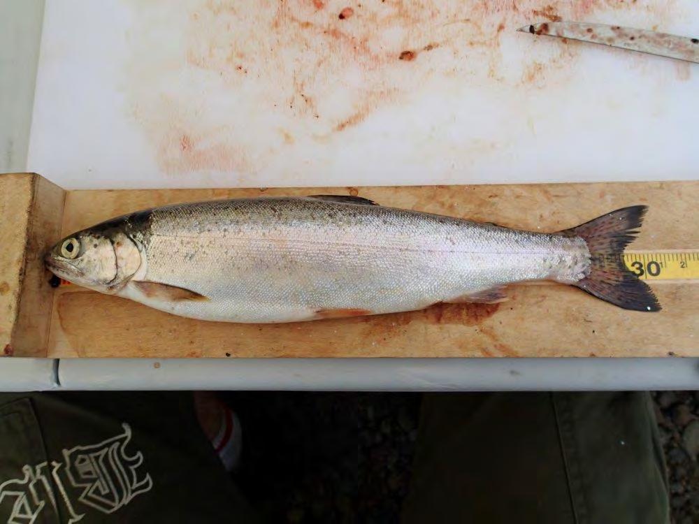 A 317 mm Cutthroat Trout captured at UCR-LKGN04 on