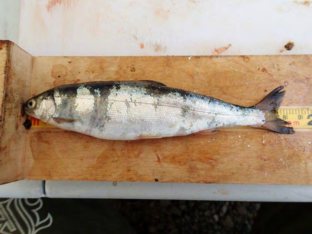 A 194 mm Rainbow Trout captured at UCR-LKGN04 on