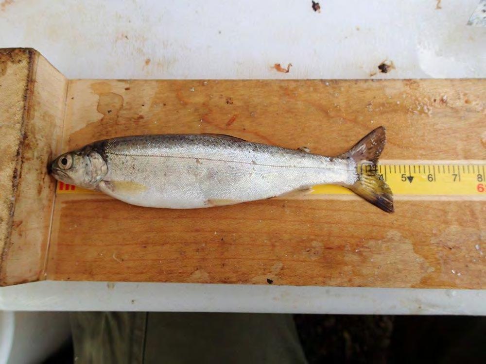 A 120 mm Rainbow Trout captured at UCR-LKGN04 on