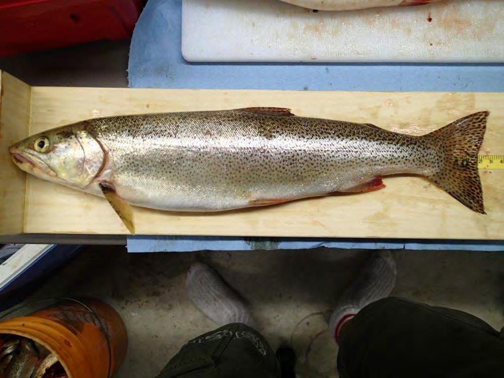 A 459 mm Cutthroat Trout captured at UCR-LKGN08 on