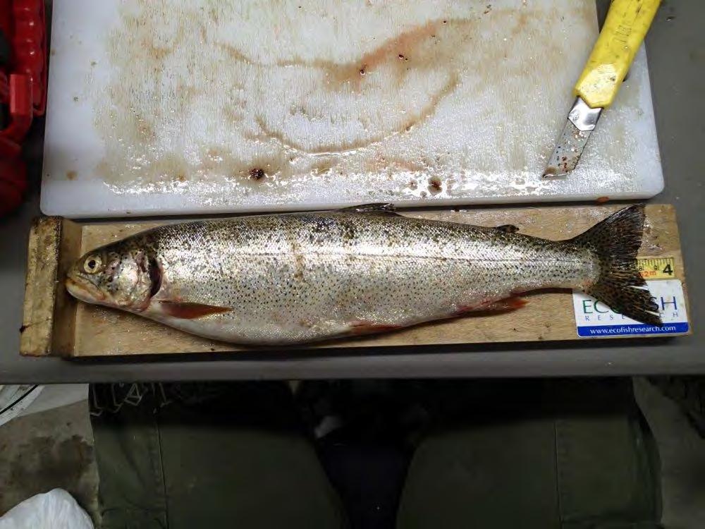 A 116 mm Rainbow Trout captured at UCR-LKGN06 on