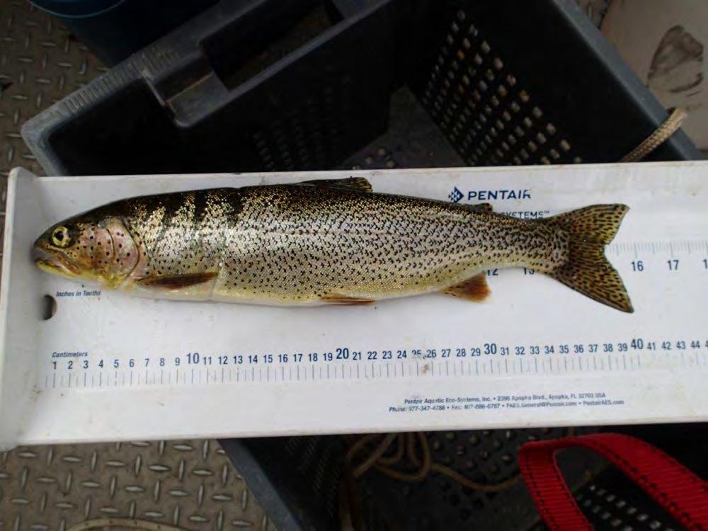 A 331 mm Cutthroat Trout captured at UCR-LKGN01 on