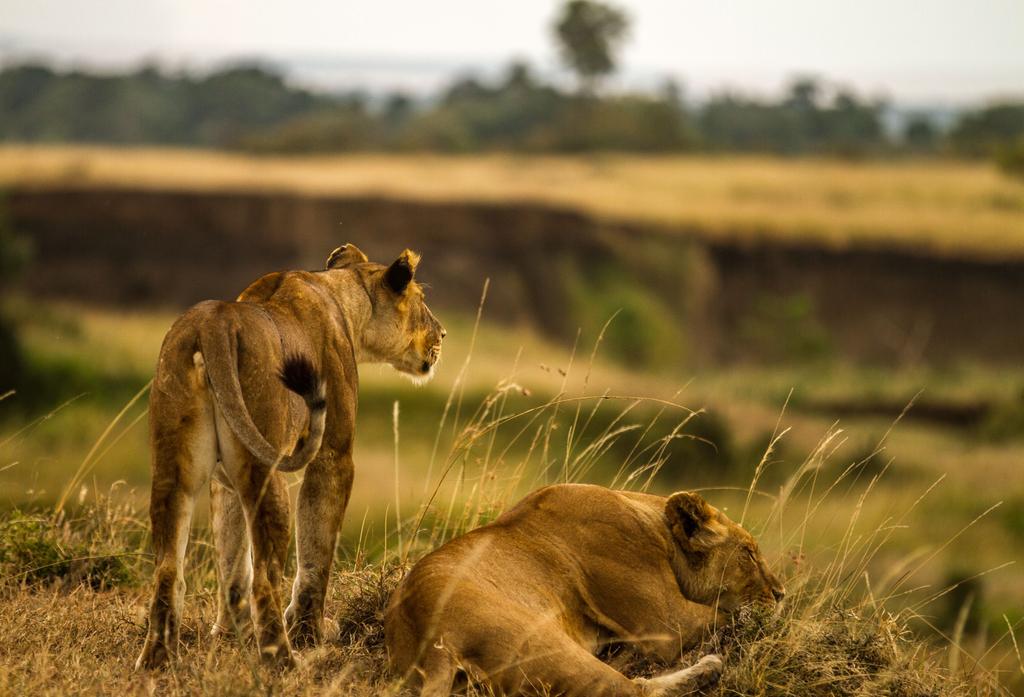 19 KENYA UGANDA Conservation Safari Conservation Safari