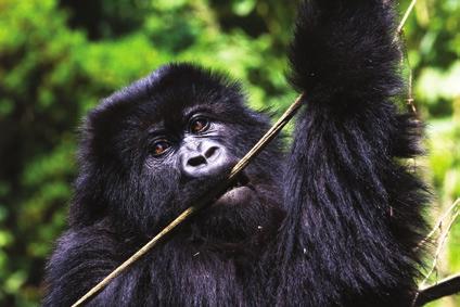 You will be one of the exclusive few who get to personally observe the critically endangered mountain gorillas in their natural habitat.