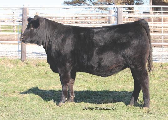 38 Special was the 3rd top-selling bull of the event at $100,000. In three Baldridge sales, dam Y69 has produced a total of 43 sons averaging $38,285! There is power in the blood!