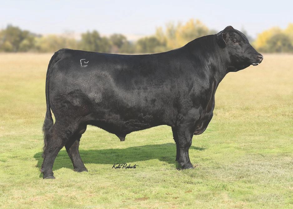 S4 was the 2nd top adjusted weaning weight bull of his crop at 905 pounds, WR 116! He posted a 1427 pound yearling weight, YR 110, and an adjusted 41.55 cm scrotal. He scanned a 4.