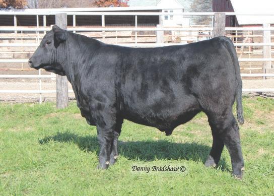 He is a little more moderate in his frame than most 38 Special progeny. Few bulls in the breed have the spread that S4 does.