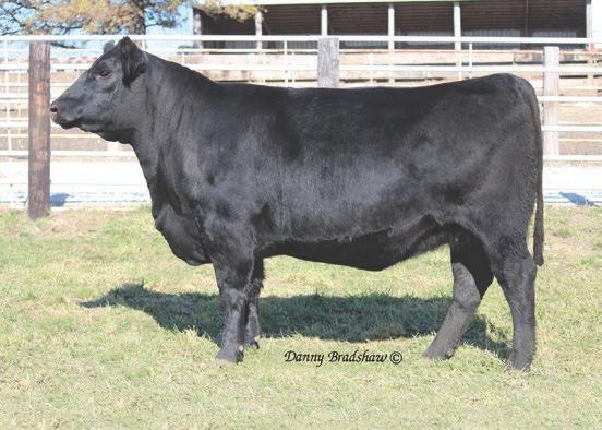 G366 has brought a total of 10 featured progeny to auction including one that was the #1 adjusted weaning weight bull of his crop, and her 13 progeny have grossed over $178,000 to average $13,712.