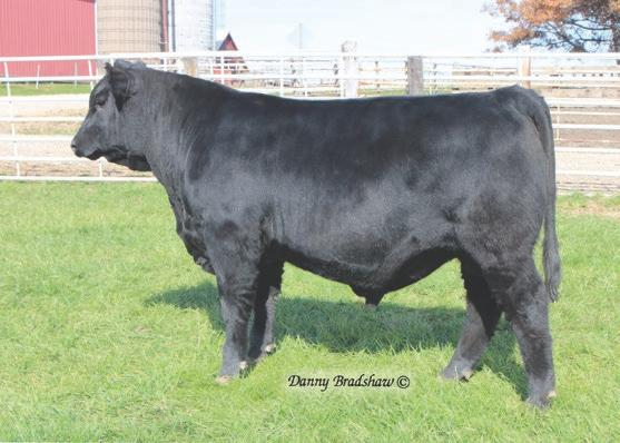 Miss 1785 Baf # Connealy Mentor 7374 # Jaze of Conanga 234 Erica of Ellston D184 SEMEN $25 CERTIFICATES $40 Top Notch was the $33,000 top-selling bull in our 2017 auction.