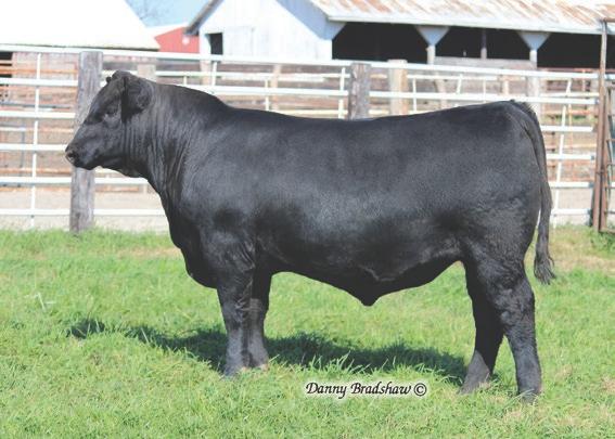 A Sizzle son out of a first calf heifer was the 9th top weaning weight bull at 861 pounds. A standout heifer calf daughter was the 10th top weaning weight heifer.
