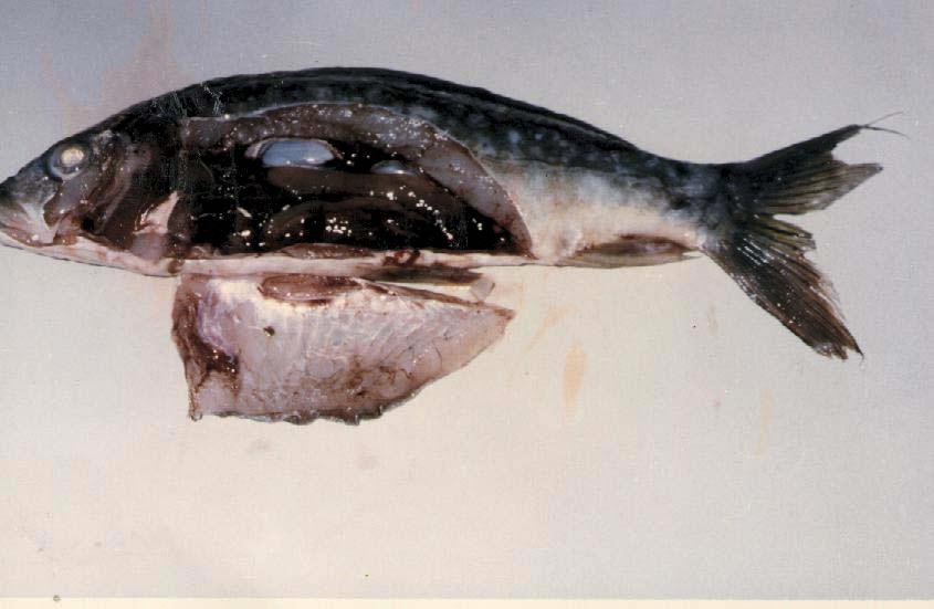 Fig. (5)Common carp showing detachment of!