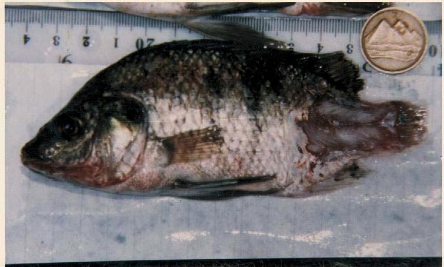 Fig. () Tilapia nilotica showing erosions of