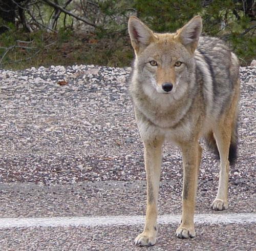 The purpose of monitoring coyotes interactions with humans is to document where coyotes are frequently seen, how many coyotes are within an area, and possible identification of dangerous coyotes.