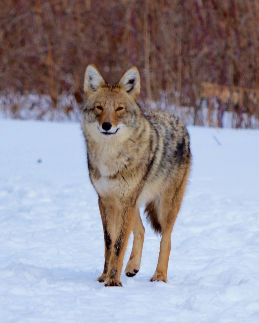 Response to Coyote/Human Interaction A s coyotes continue to adapt to the suburban environment and their populations continue to expand and increase, attacks on humans can be expected to occur and to