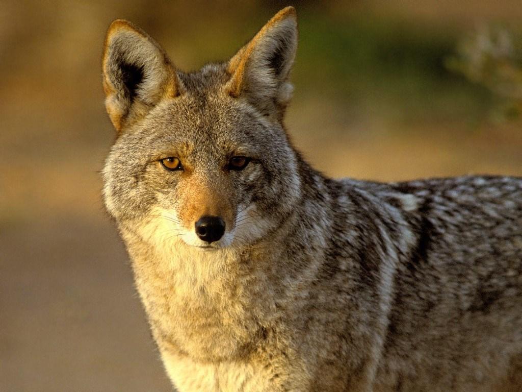 Introduction T his Coyote Management Plan is intended to provide a plan for strategic action that will increase City residents knowledge and understanding of how coyotes behave and how such behavior