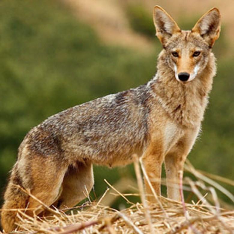 General Biology, Reproduction and Behavior Coyotes are most active at night and during early morning hours, and during hot summer weather.