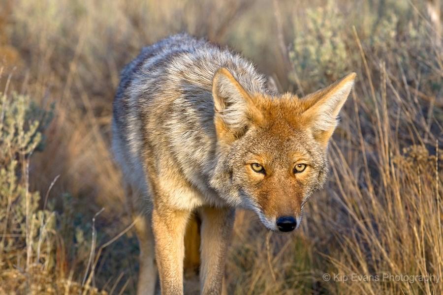 Unruly Coyotes? I t is possible that there are certain changes in human behavior that have contributed to the rise of bad coyotes in suburban areas.