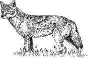 Collinge State Director USDA APHIS Wildlife Services Boise, Idaho 83705 For additional Coyote Control Information click Coyote Fig. 1.