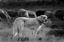 The characteristics of each sheep operation will dictate the number of dogs required for effective protection from predators.