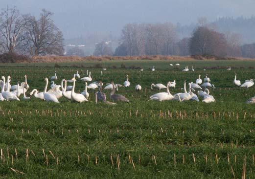 Skagit Watershed Largest over-wintering population of