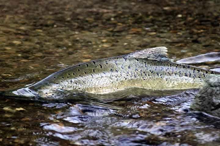 Chinook Salmon Puget Sound Chinook listed as threatened under ESA in 1999 The King of fish Prized for its recreational and commercial value Good records of runs