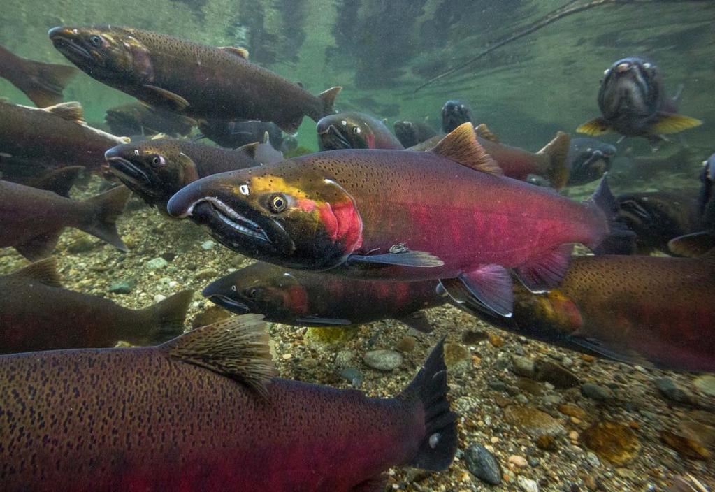 Coho Salmon Also known as silver salmon Found in small streams throughout the watershed