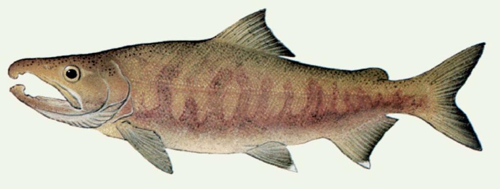 Chum Salmon Also known as dog or keta salmon Spends 3-5 years in the ocean Migrates to estuary quickly for rearing Reliant on ground water